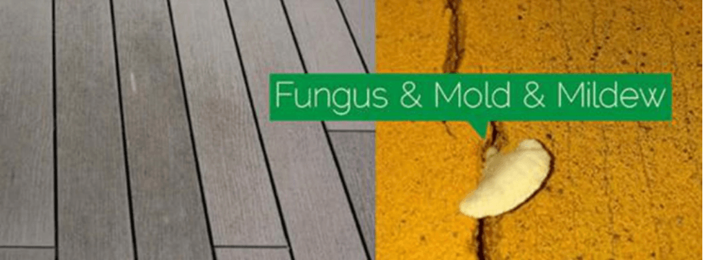 anti-fungus, mold, and mildew